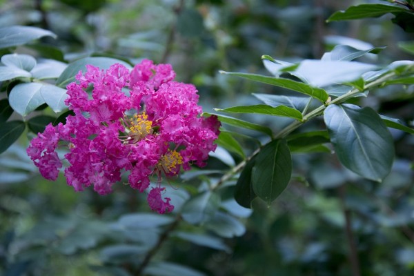 LAGERSTROEMIA - Kínai selyemmirtusz