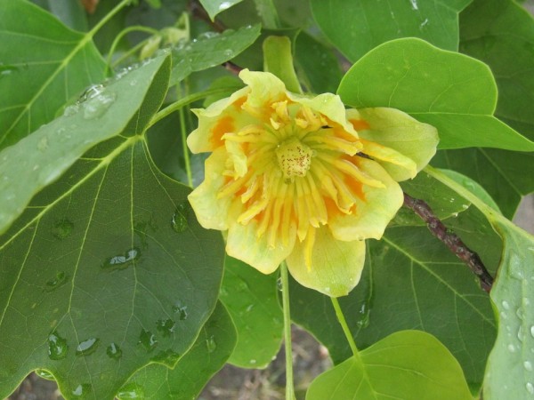 LIRIODENDRON - Tulipánfa