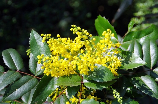 MAHONIA - Mahónia