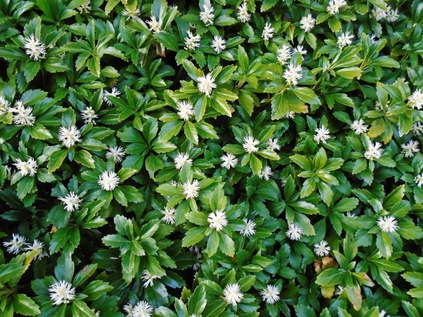 PACHYSANDRA - Kövérke