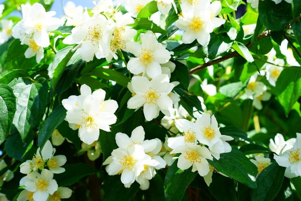 PHILADELPHUS - Jezsámen