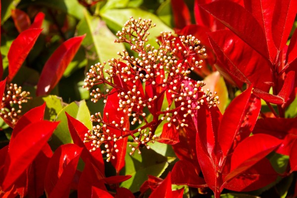 PHOTINIA - Korallberkenye