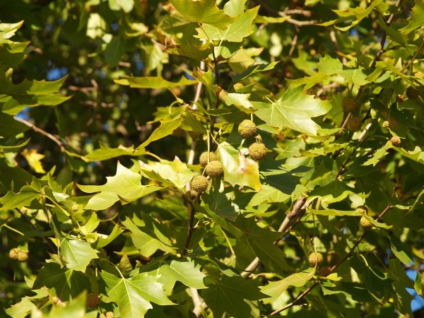 PLATANUS - Platán