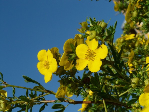 POTENTILLA - Pimpó