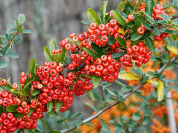 PYRACANTHA - Tűztövis