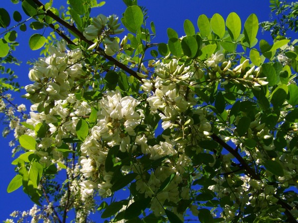 ROBINIA - Akác