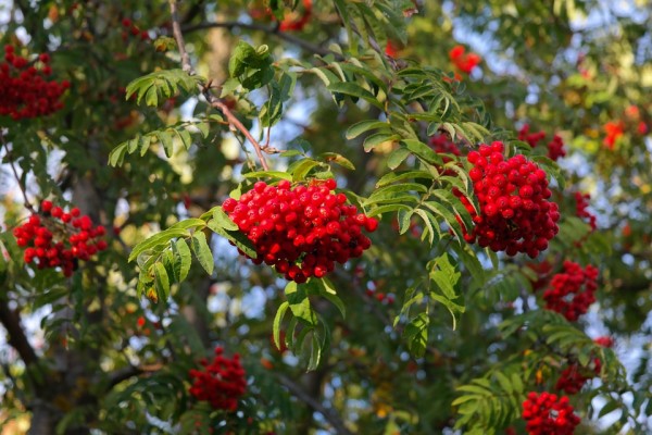 SORBUS - Berkenye