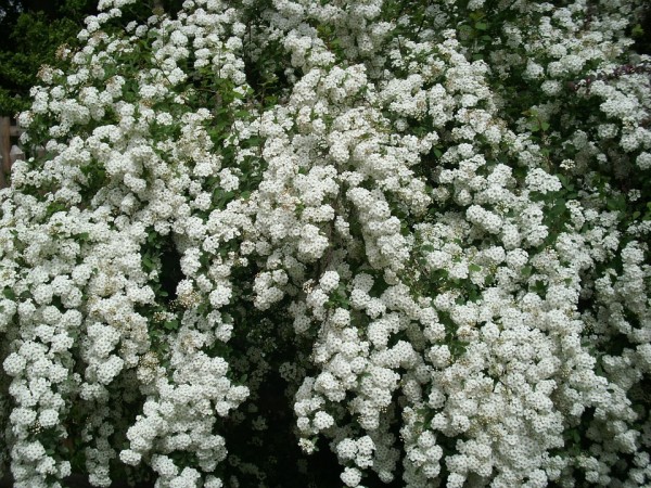 SPIRAEA - Gyöngyvessző