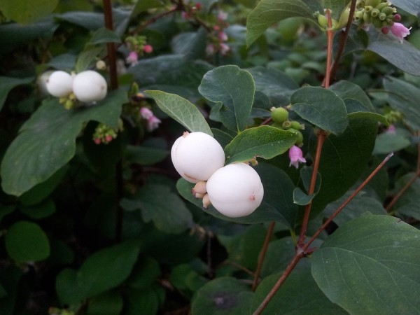 SYMPHORICARPOS - Hóbogyó