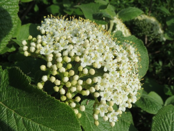 VIBURNUM - Bangita