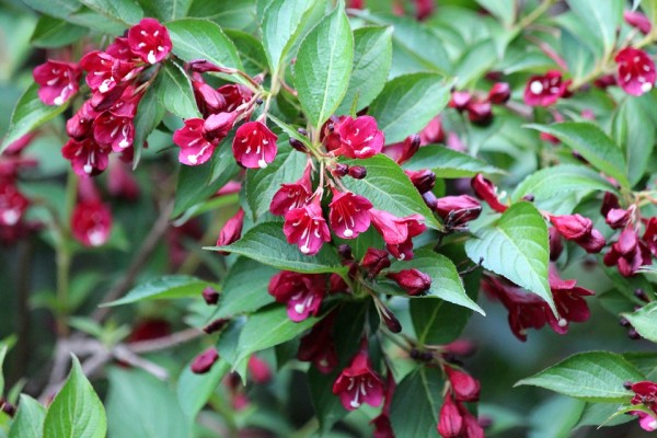 WEIGELA - Rózsalonc