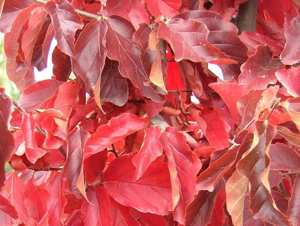 PARROTIA - Perzsafa