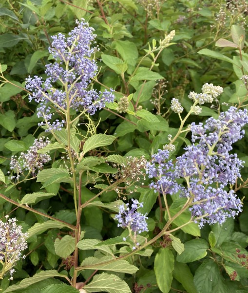 CEANOTHUS