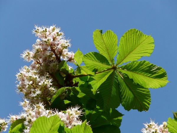 AESCULUS - Vadgesztenye