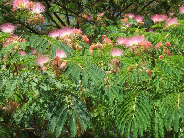 ALBIZIA - Selyemakác