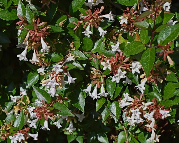 ABELIA - Tárnicslonc