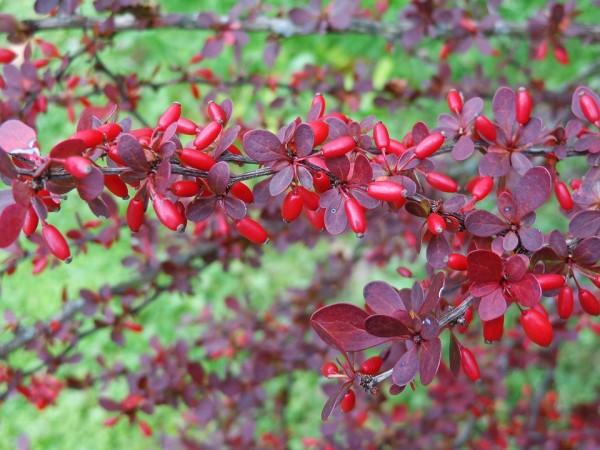 BERBERIS - Borbolya