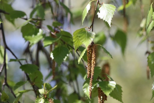 BETULA - Nyír