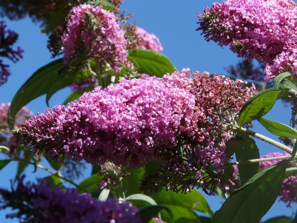 BUDDLEJA - Nyári orgona