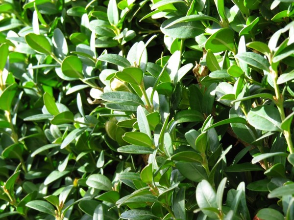 BUXUS - Puszpáng