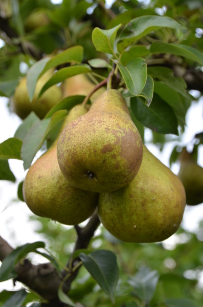 bosc kobak körte metszése