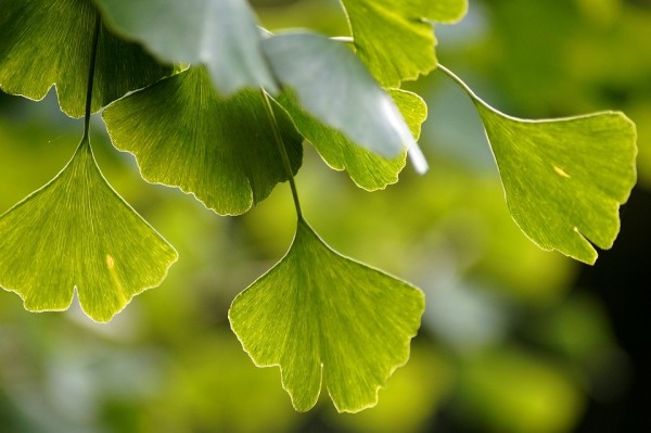 GINKGO - Páfrányfenyő