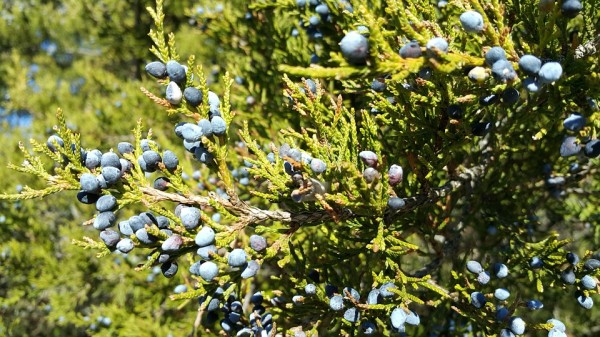 JUNIPERUS - Boróka