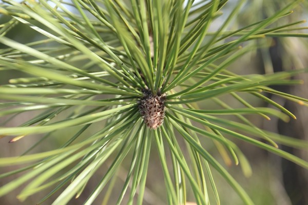 PINUS - Fenyő