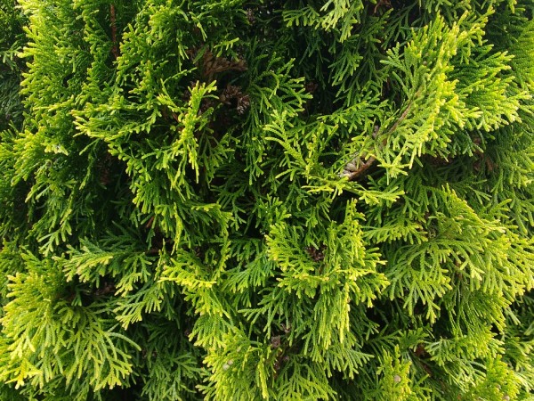 THUJA - Tuja